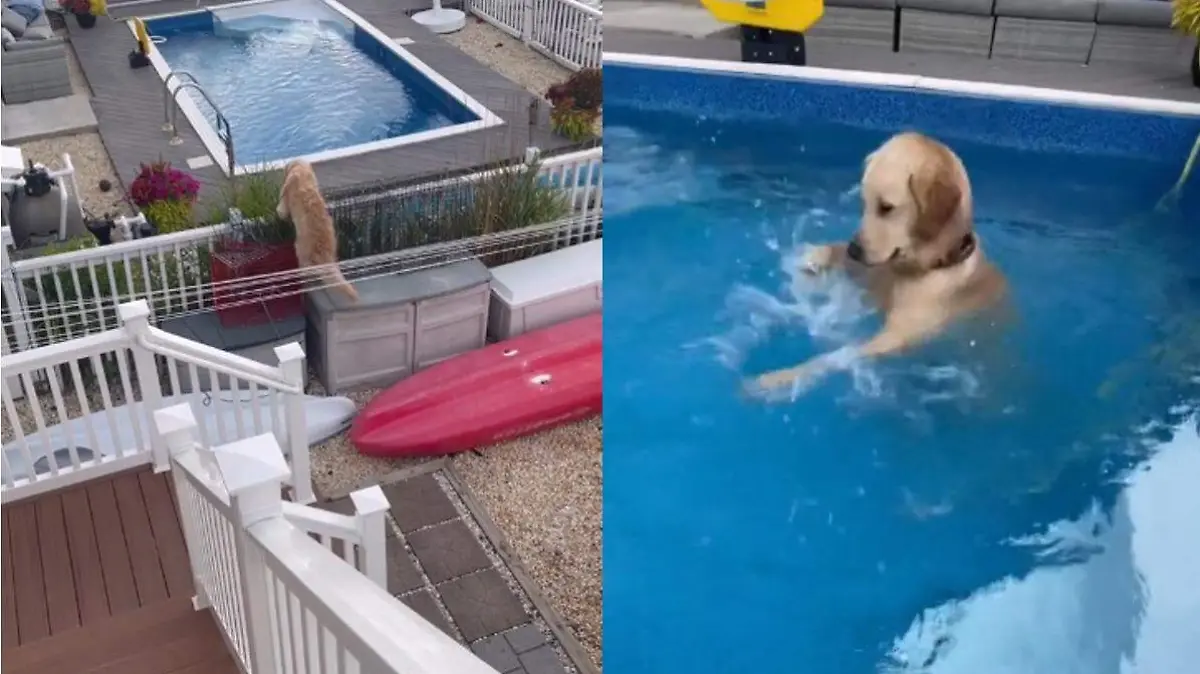 perro en piscina 